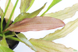 Red Diamond Sword_Echinodorus_Aquarium Plant For Sale