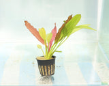 Red Diamond Sword_Echinodorus_Aquarium Plant For Sale