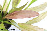 Red Diamond Sword_Echinodorus_Aquarium Plant For Sale