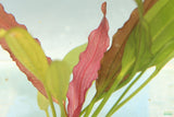 Red Diamond Sword_Echinodorus_Aquarium Plant For Sale