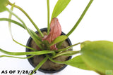Red Diamond Sword_Echinodorus_Aquarium Plant For Sale