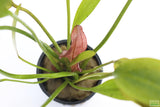 Red Diamond Sword_Echinodorus_Aquarium Plant For Sale
