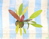 Red Diamond Sword_Echinodorus_Aquarium Plant For Sale