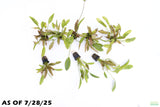 Red Diamond Sword_Echinodorus_Aquarium Plant For Sale