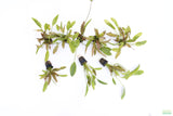 Red Diamond Sword_Echinodorus_Aquarium Plant For Sale