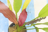 Red Diamond Sword_Echinodorus_Aquarium Plant For Sale
