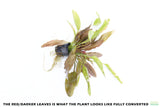 Red Diamond Sword_Echinodorus_Aquarium Plant For Sale
