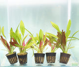 Red Diamond Sword_Echinodorus_Aquarium Plant For Sale