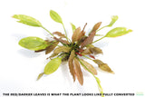 Red Diamond Sword_Echinodorus_Aquarium Plant For Sale