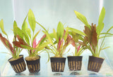 Red Diamond Sword_Echinodorus_Aquarium Plant For Sale