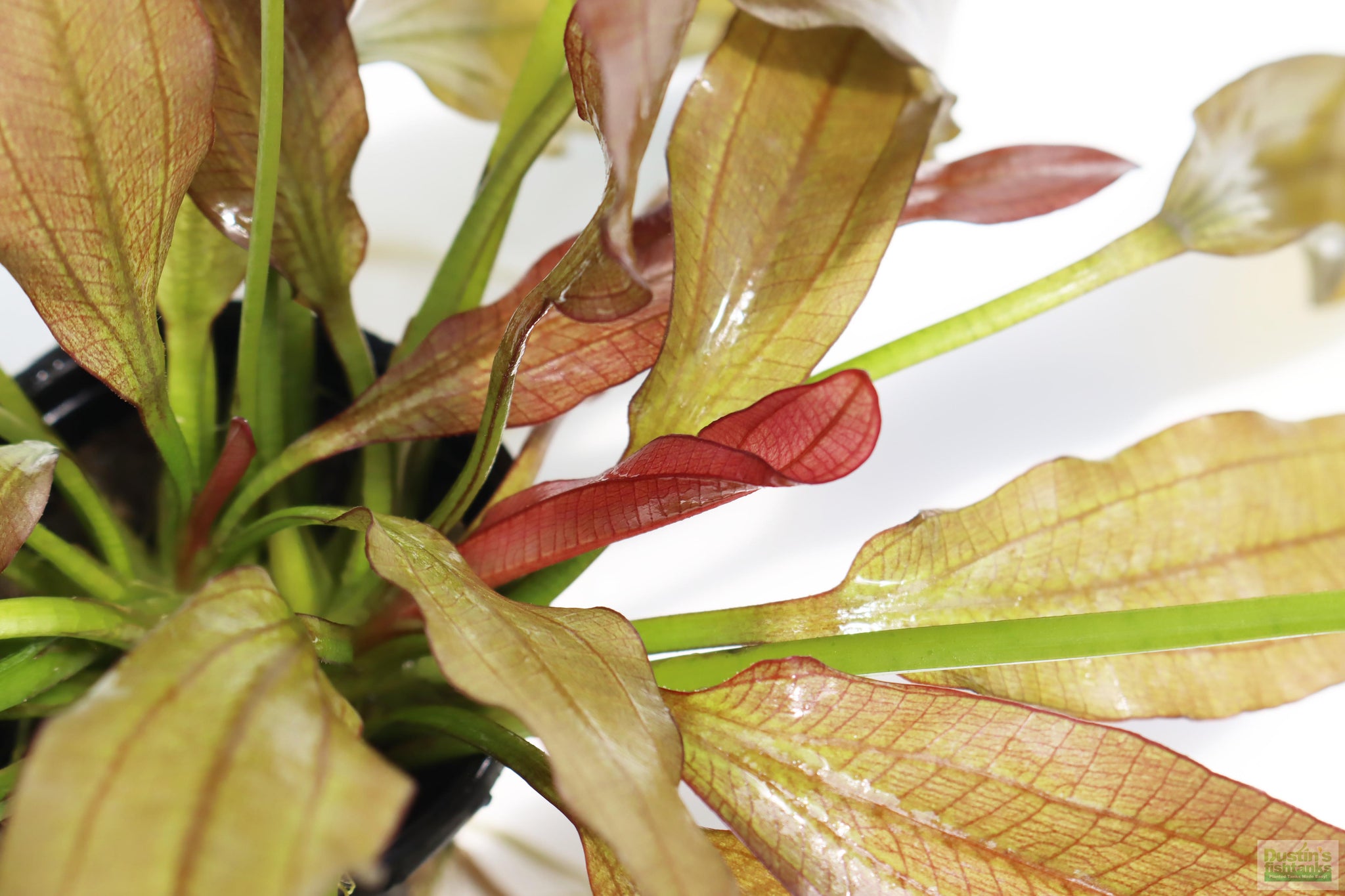 Red Diamond Sword (Echinodorus) – DustinsFishtanks