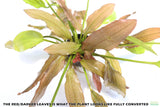 Red Diamond Sword_Echinodorus_Aquarium Plant For Sale