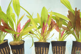 Red Diamond Sword_Echinodorus_Aquarium Plant For Sale