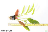 Red Diamond Sword_Echinodorus_Aquarium Plant For Sale