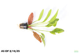 Red Diamond Sword_Echinodorus_Aquarium Plant For Sale