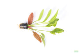 Red Diamond Sword_Echinodorus_Aquarium Plant For Sale