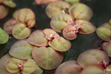 Red Root Floaters_Floating Aquarium Plant for sale