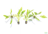 Rose Sword_Echinodorus_Aquarium Plant For Sale