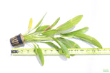 Rose Sword_Echinodorus_Aquarium Plant For Sale