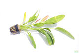 Rose Sword_Echinodorus_Aquarium Plant For Sale