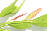 Rose Sword_Echinodorus_Aquarium Plant For Sale