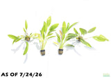 Rose Sword_Echinodorus_Aquarium Plant For Sale