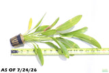 Rose Sword_Echinodorus_Aquarium Plant For Sale