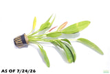Rose Sword_Echinodorus_Aquarium Plant For Sale
