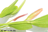 Rose Sword_Echinodorus_Aquarium Plant For Sale