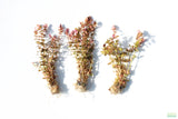 Rotala Macrandra Small Leaf_Aquarium Plant For Sale
