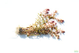 Rotala Macrandra Small Leaf_Aquarium Plant For Sale