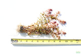 Rotala Macrandra Small Leaf_Aquarium Plant For Sale