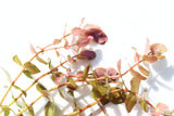 Rotala Macrandra Small Leaf_Aquarium Plant For Sale