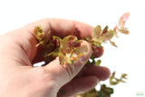 Rotala Macrandra Small Leaf_Aquarium Plant For Sale