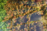 Rotala Macrandra Small Leaf_Aquarium Plant For Sale