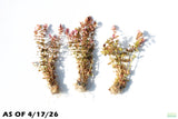 Rotala Macrandra Small Leaf_Aquarium Plant For Sale