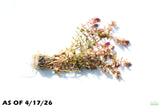 Rotala Macrandra Small Leaf_Aquarium Plant For Sale