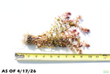 Rotala Macrandra Small Leaf_Aquarium Plant For Sale