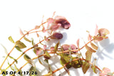 Rotala Macrandra Small Leaf_Aquarium Plant For Sale