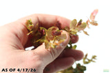Rotala Macrandra Small Leaf_Aquarium Plant For Sale