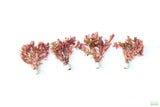 Rotala Macrandra_Aquarium Plant For Sale