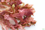 Rotala Macrandra_Aquarium Plant For Sale