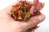 Rotala Macrandra_Aquarium Plant For Sale