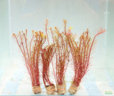 Rotala Mexicana_Aquarium Plant for sale