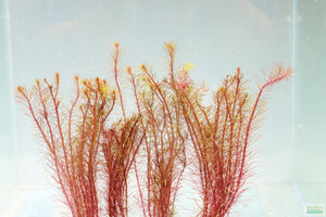 Rotala Mexicana_Aquarium Plant for sale