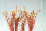 Rotala Mexicana_Aquarium Plant for sale
