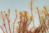 Rotala Mexicana_Aquarium Plant for sale