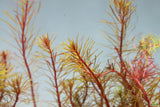 Rotala Mexicana_Aquarium Plant for sale