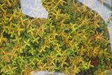 Rotala Rotundifolia Orange Juice_Aquarium Plant For Sale