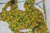 Rotala Rotundifolia Orange Juice_Aquarium Plant For Sale